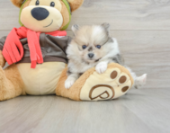 7 week old Pomeranian Puppy For Sale - Florida Fur Babies