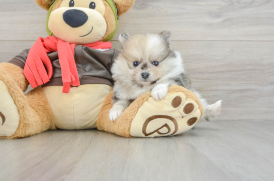 Pomeranian Pup Being Cute