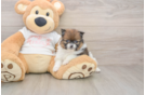 Small Pomeranian Purebred Pup
