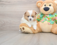 5 week old Pomeranian Puppy For Sale - Florida Fur Babies