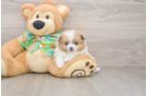 Small Pomeranian Purebred Pup