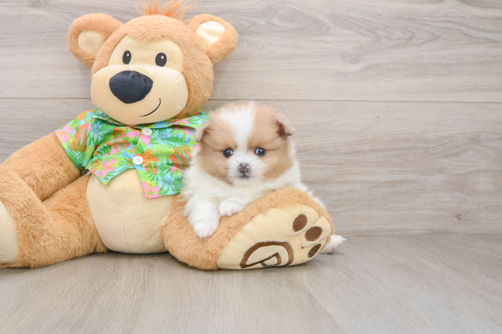 Small Pomeranian Purebred Pup