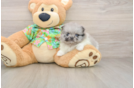 Funny Pomeranian Baby