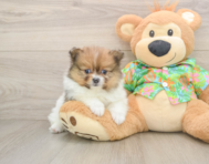 8 week old Pomeranian Puppy For Sale - Florida Fur Babies