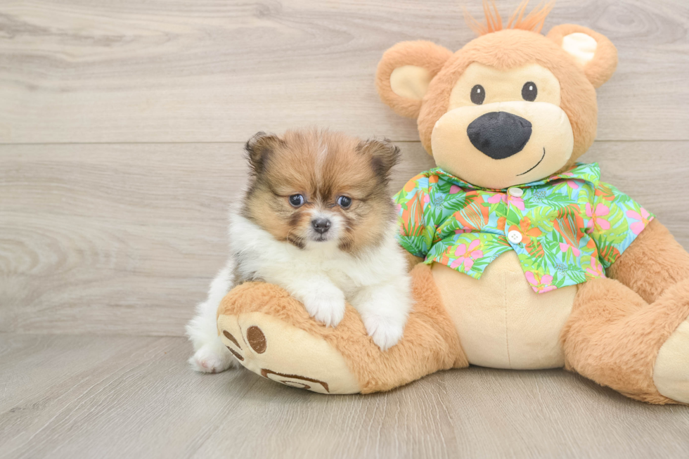 Adorable Swergspitz Purebred Puppy