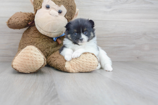 29 week old Pomeranian Puppy For Sale - Florida Fur Babies