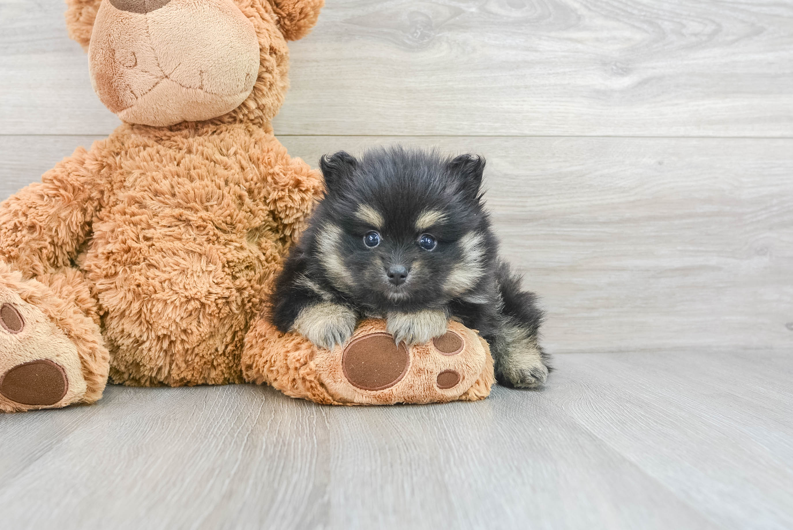 Pomeranian and hot sale baby