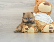 6 week old Pomeranian Puppy For Sale - Florida Fur Babies