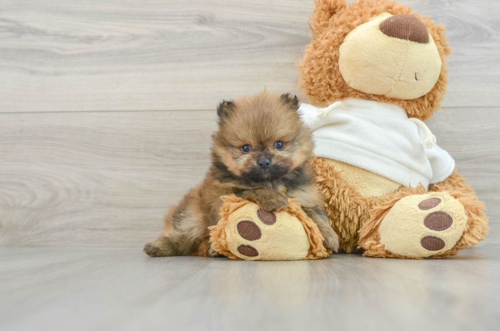 6 week old Pomeranian Puppy For Sale - Florida Fur Babies