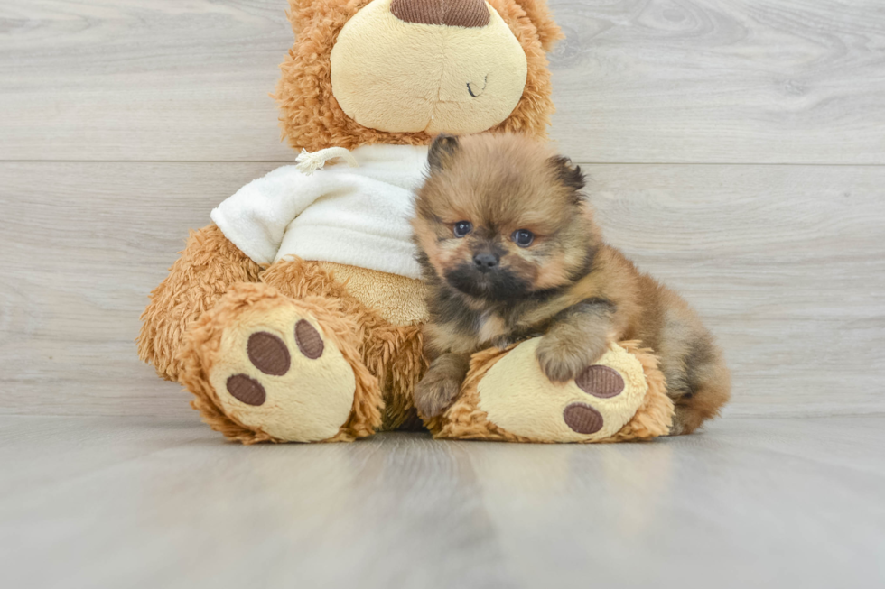 Hypoallergenic Pomeranian Baby