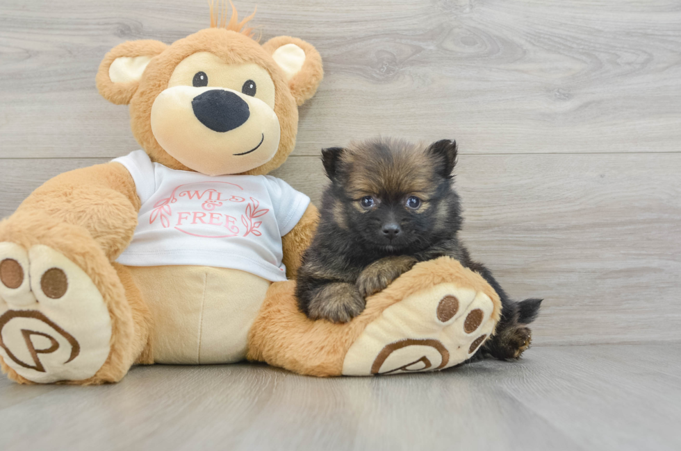 5 week old Pomeranian Puppy For Sale - Florida Fur Babies