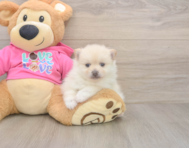 5 week old Pomeranian Puppy For Sale - Florida Fur Babies