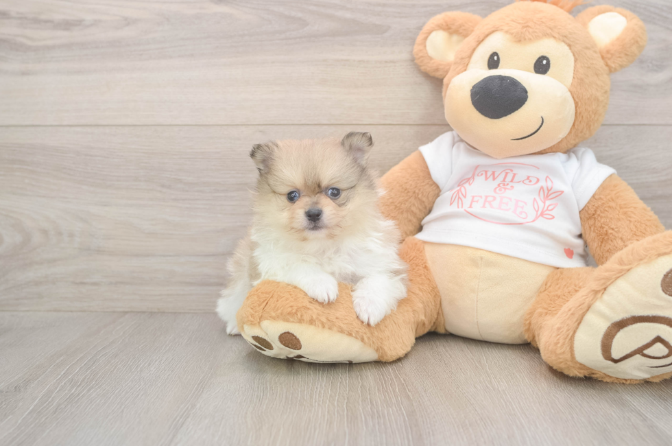 5 week old Pomeranian Puppy For Sale - Florida Fur Babies