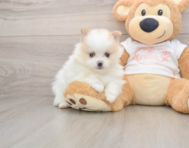 8 week old Pomeranian Puppy For Sale - Florida Fur Babies