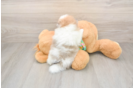 Pomeranian Puppy for Adoption