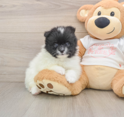 7 week old Pomeranian Puppy For Sale - Florida Fur Babies