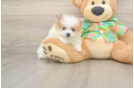 Pomeranian Pup Being Cute
