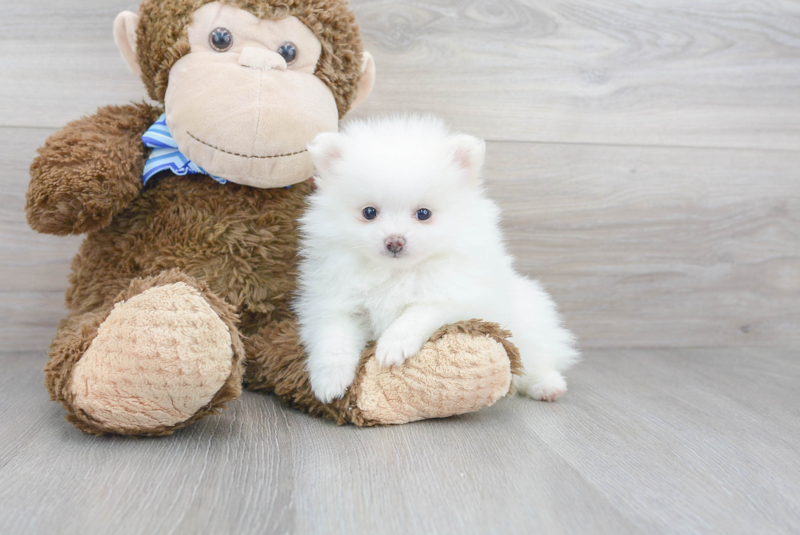 Meet Finny - our Pomeranian Puppy Photo 1/3 - Florida Fur Babies