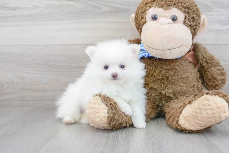 Meet Finny - our Pomeranian Puppy Photo 2/3 - Florida Fur Babies