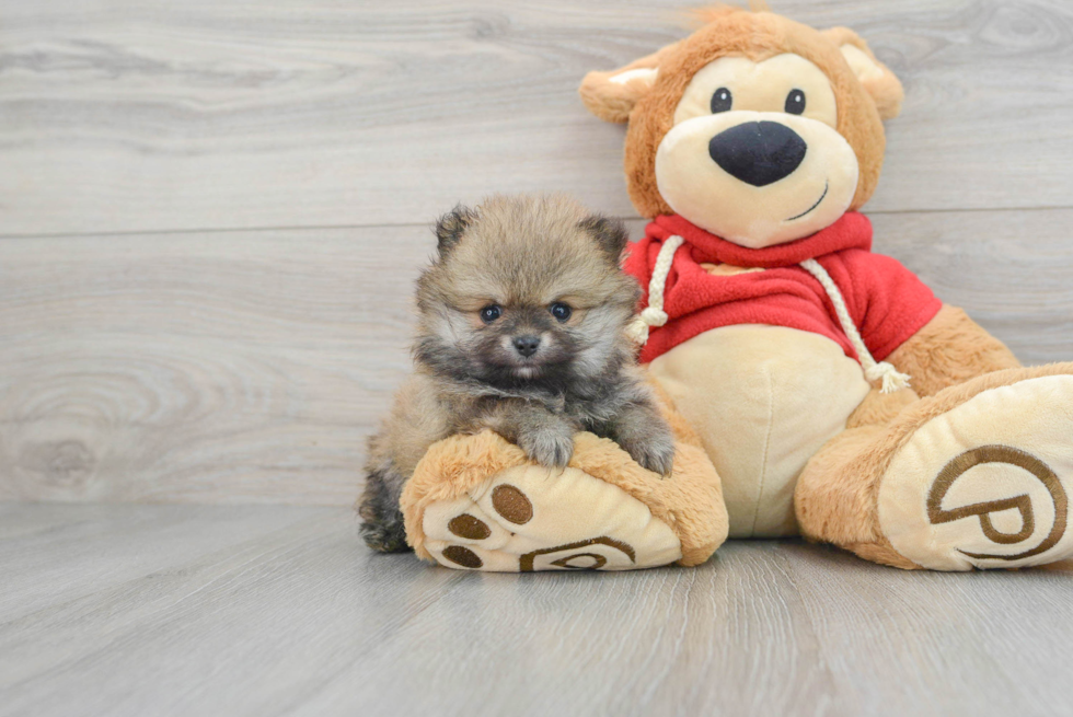 Pomeranian Pup Being Cute