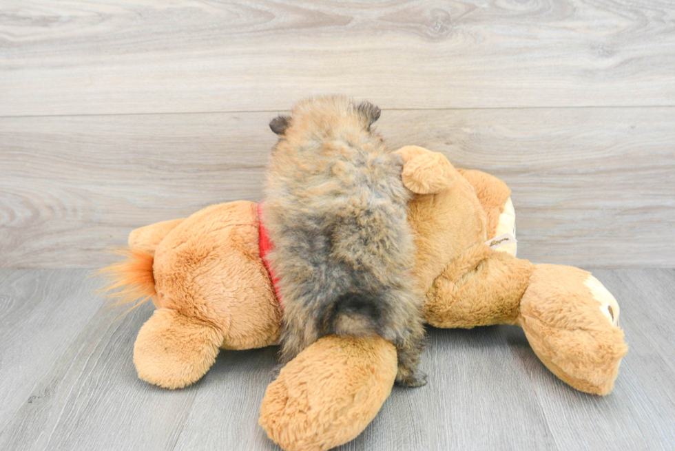 Playful Pomeranian Baby
