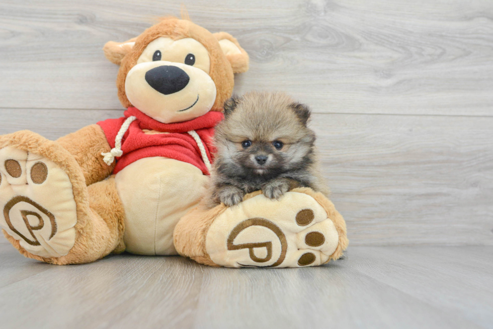 Pomeranian Pup Being Cute