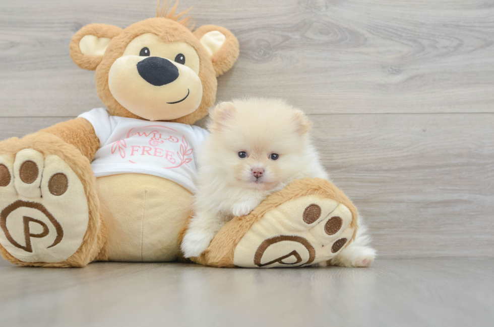 7 week old Pomeranian Puppy For Sale - Florida Fur Babies