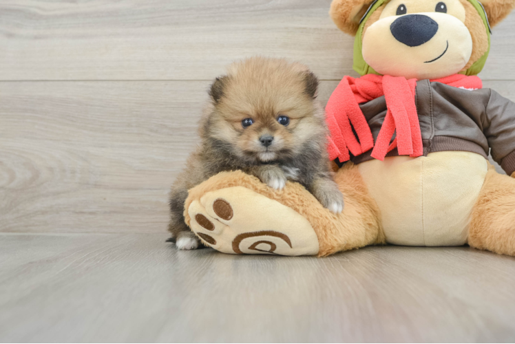 Happy Pom Dog Purebred Puppy