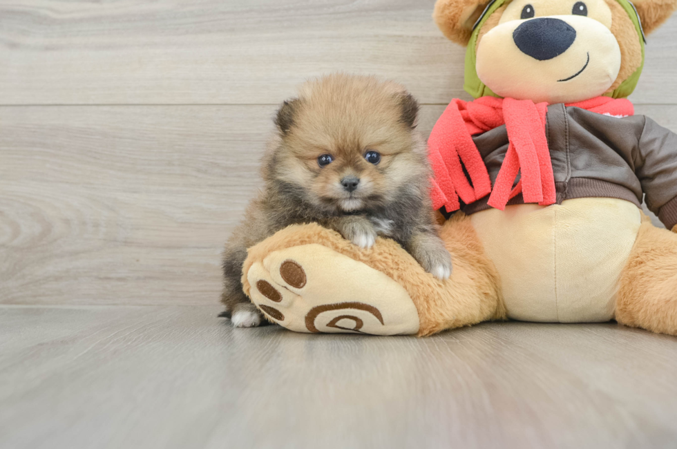 5 week old Pomeranian Puppy For Sale - Florida Fur Babies