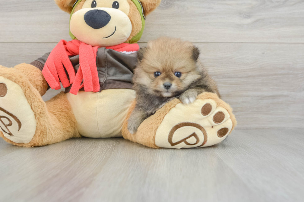 Smart Loulou Purebred Puppy
