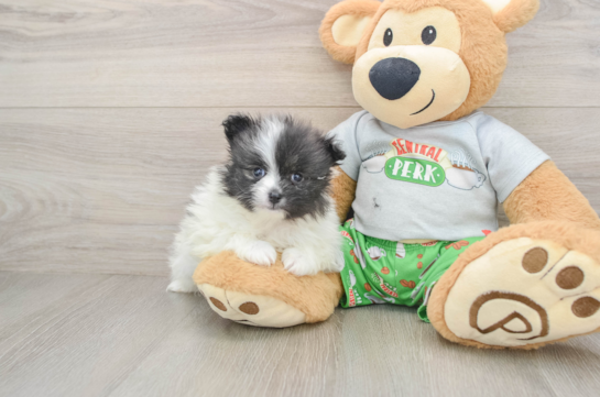 Small Pomeranian Purebred Pup