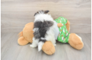 Pomeranian Pup Being Cute