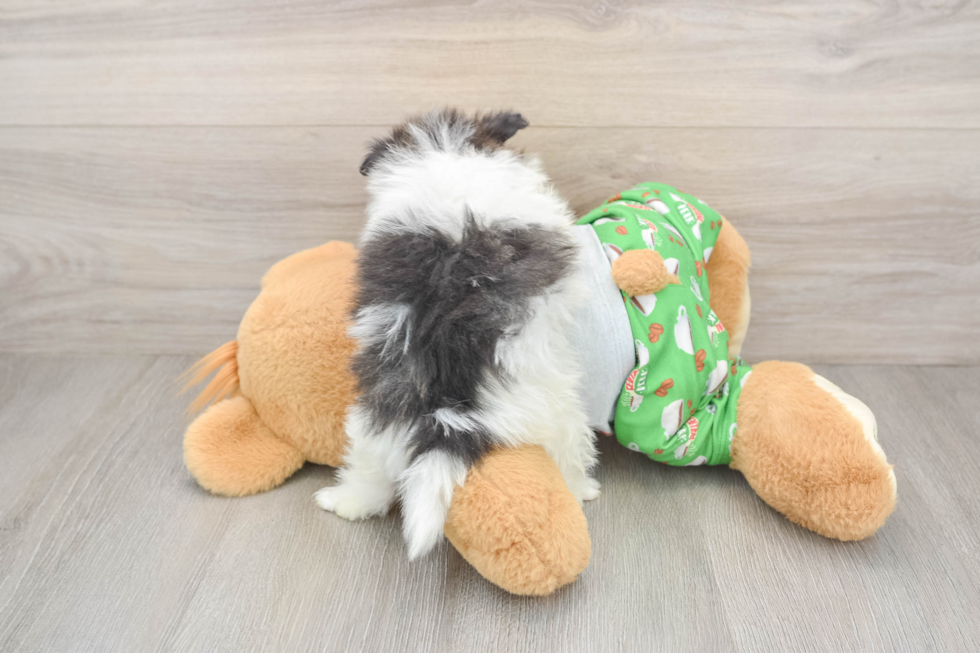 Pomeranian Pup Being Cute