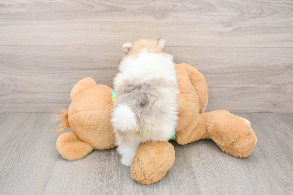 Pomeranian Puppy for Adoption