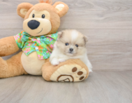 5 week old Pomeranian Puppy For Sale - Florida Fur Babies