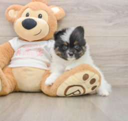 8 week old Pomeranian Puppy For Sale - Florida Fur Babies
