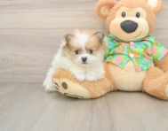 9 week old Pomeranian Puppy For Sale - Florida Fur Babies
