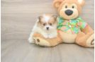 Little Pomeranian Baby