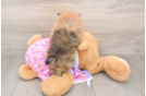 Best Pomeranian Baby