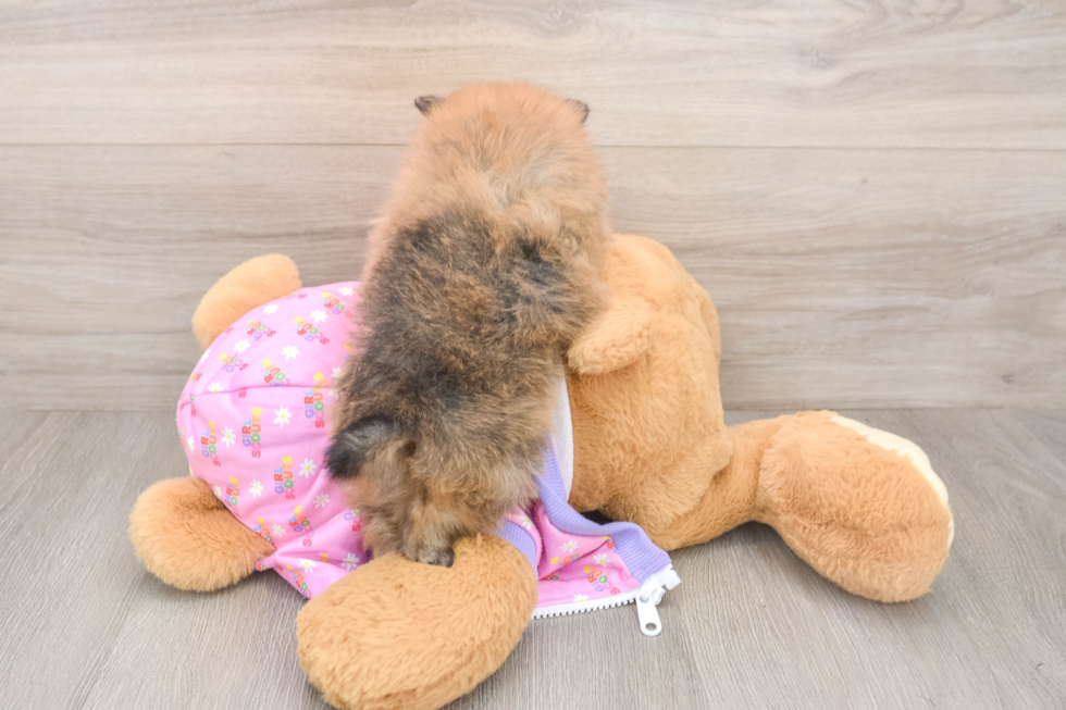 Best Pomeranian Baby