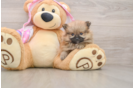 Pomeranian Pup Being Cute