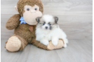 Meet Fluffy - our Pomeranian Puppy Photo 1/3 - Florida Fur Babies