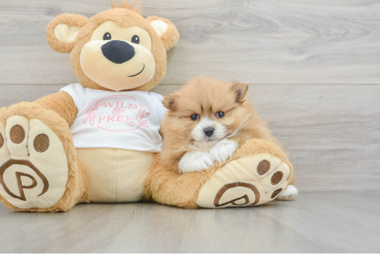 Best Pomeranian Baby