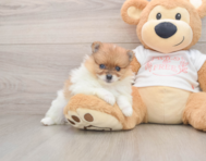 8 week old Pomeranian Puppy For Sale - Florida Fur Babies