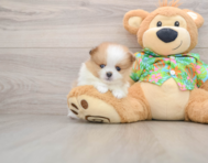 5 week old Pomeranian Puppy For Sale - Florida Fur Babies