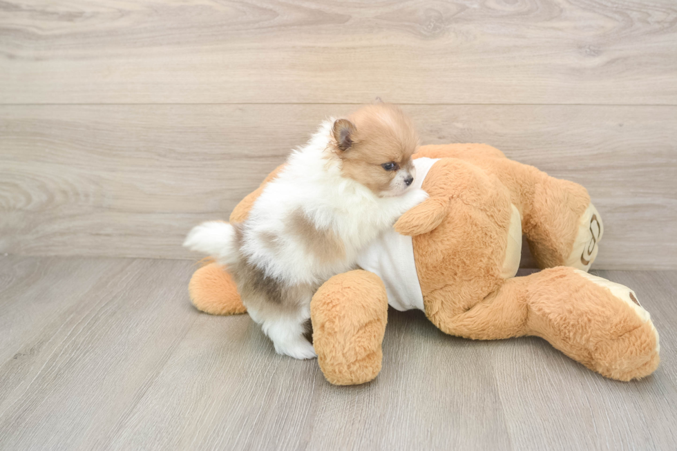 Pomeranian Pup Being Cute
