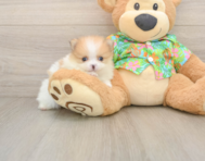 9 week old Pomeranian Puppy For Sale - Florida Fur Babies