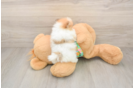 Pomeranian Pup Being Cute