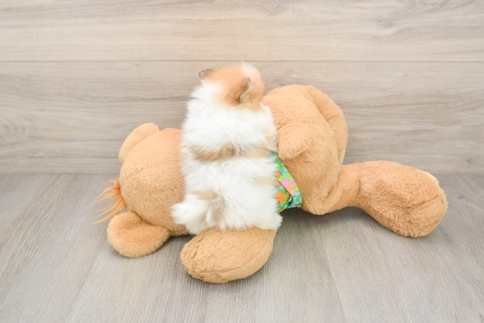 Pomeranian Pup Being Cute
