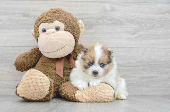 Pomeranian Puppies for Sale - Florida Fur Babies